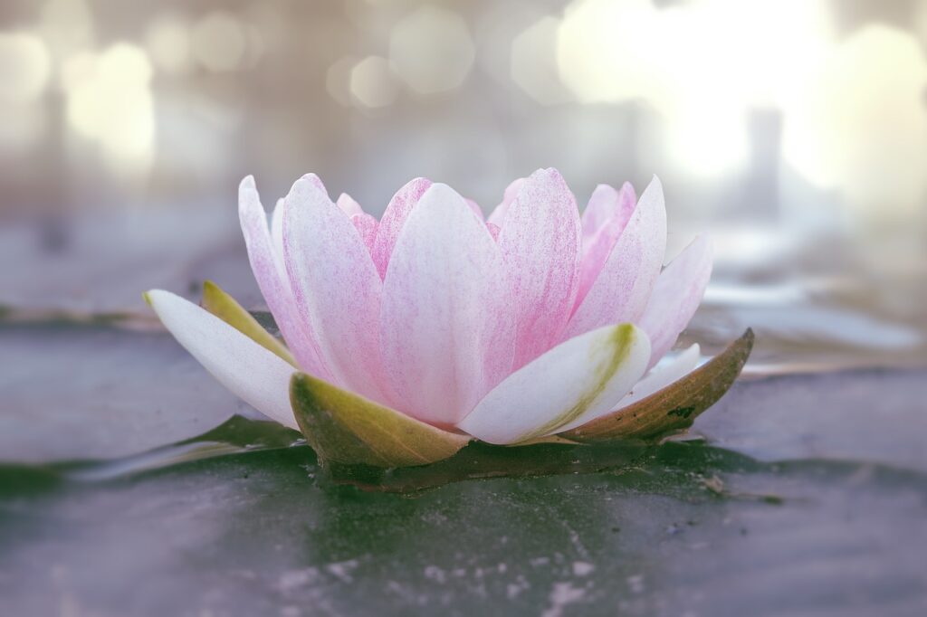 flower, lotus, blossom-6899466.jpg