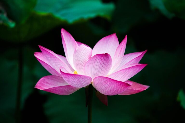 lotus, flower, bloom, blossom, lotus flower, pink flower, petals, pink petals, aquatic plant, flower wallpaper, flower background, flora, beautiful flowers, nature, close up
